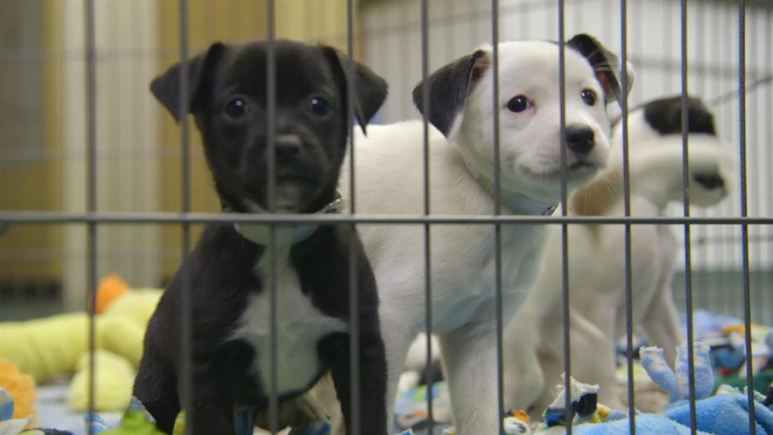 Finding My Father Bonus 104: Puppies Galore! Finding My Father Bonus 104: Puppies Galore!
