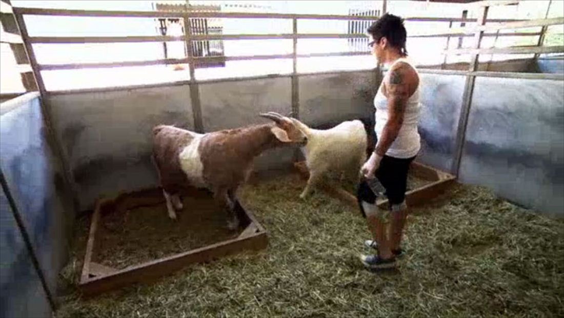 BGC Back For More: Bad Girls On The Farm BGC Back For More: Bad Girls On The Farm