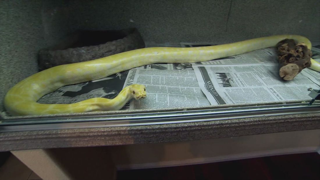 BGC Back for More: Snake Charmer BGC Back for More: Snake Charmer